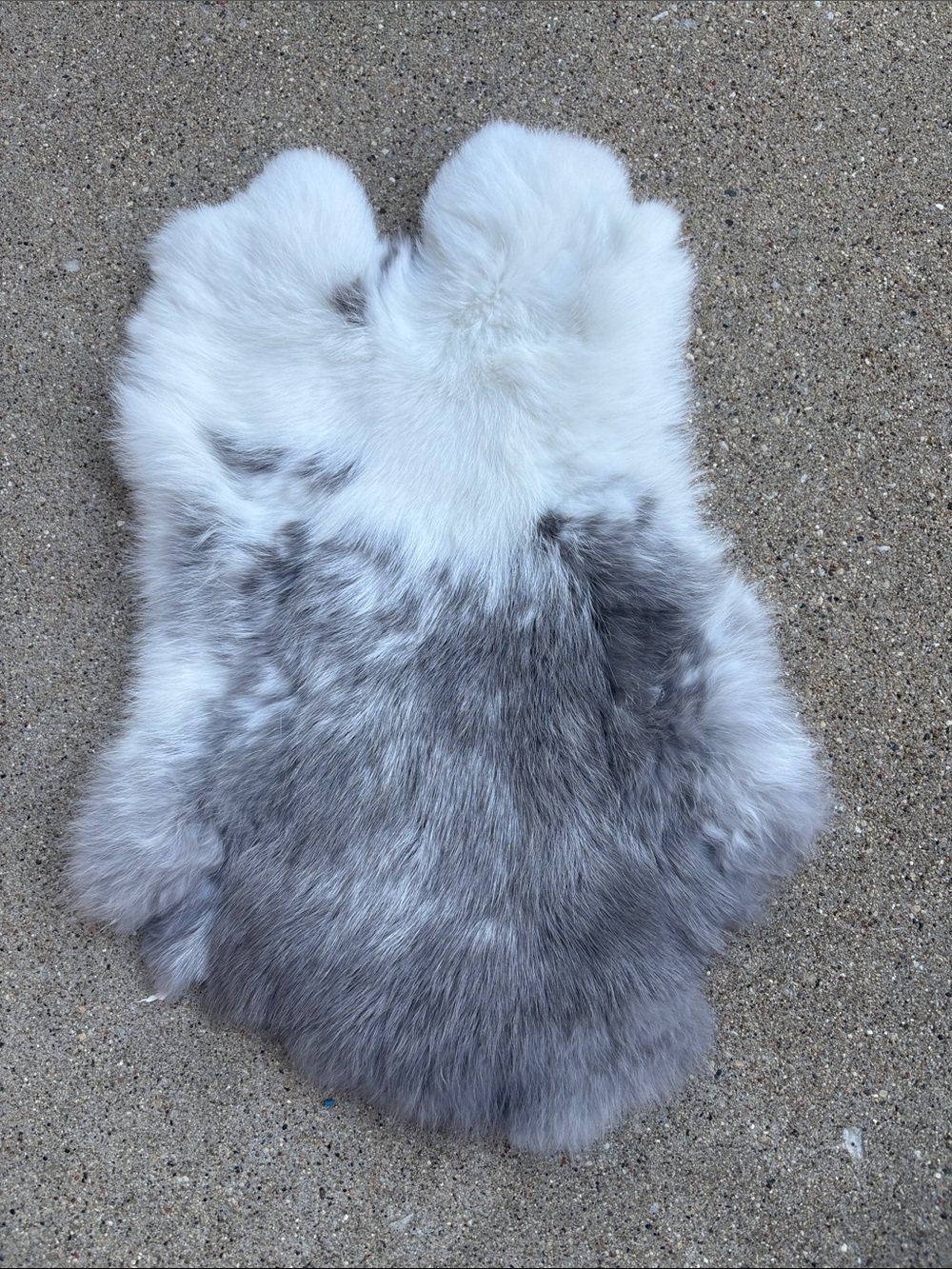 B0169 rabbit pelt